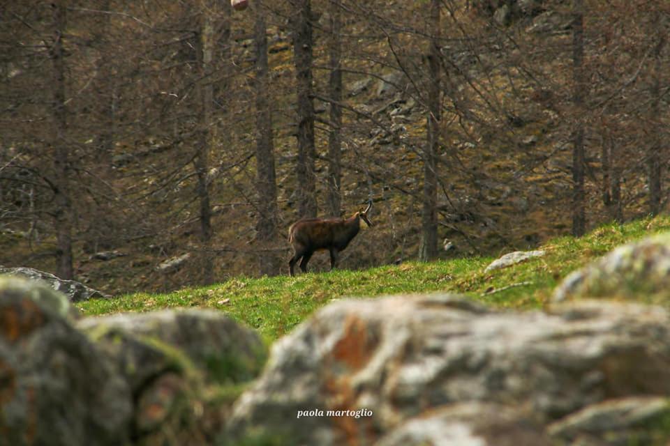La Mura' - Il Vostro Posto Nel Gran Paradiso Ronco Canavese Zewnętrze zdjęcie