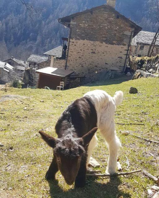 La Mura' - Il Vostro Posto Nel Gran Paradiso Ronco Canavese Zewnętrze zdjęcie