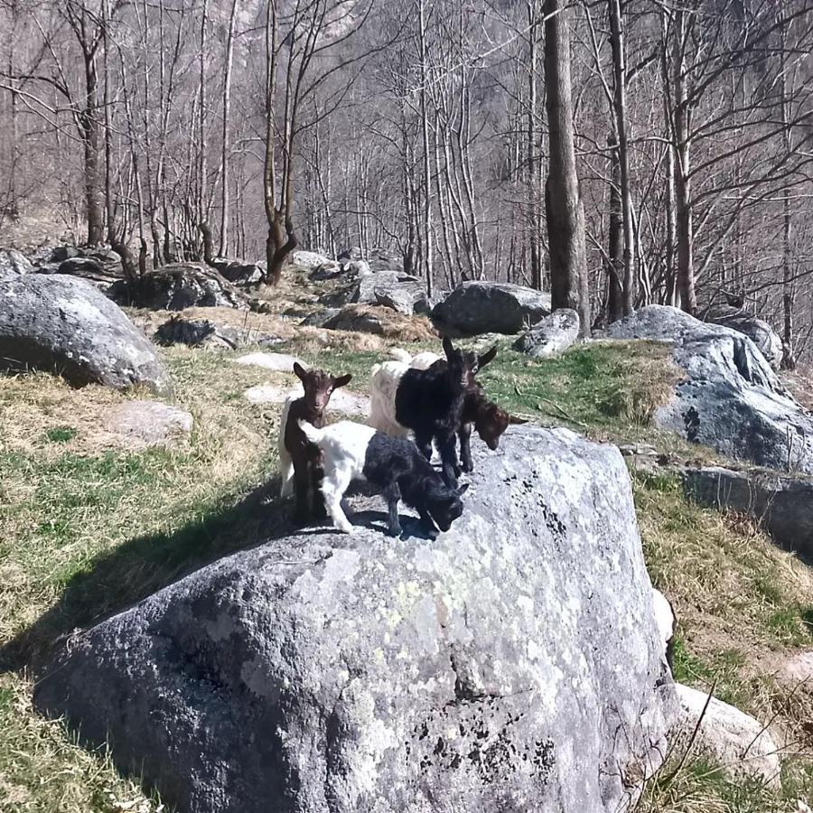 La Mura' - Il Vostro Posto Nel Gran Paradiso Ronco Canavese Zewnętrze zdjęcie